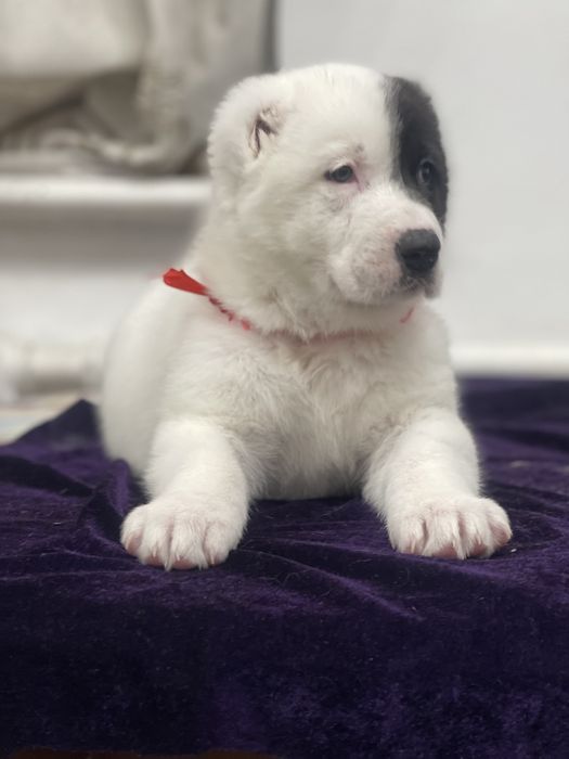 Продам шикарную девочку алабая