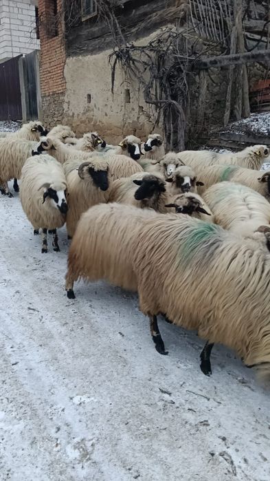 Vând mioare gestante