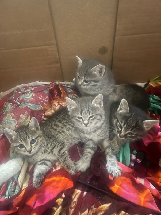 Бесплатно котята