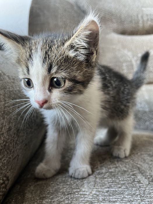 Отдам котят бесплатно