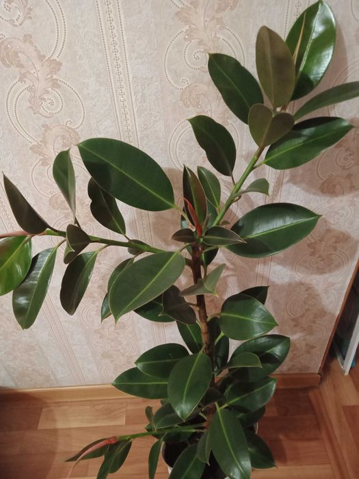 Продам фикус каучуконосный