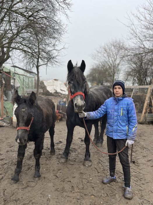 Disponibila iapa grea cu manz