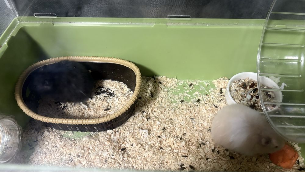 Серийский хомяк мальчик и девочка с клеткой