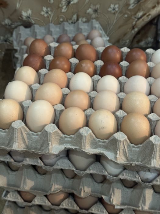 Инкубационное яйцо !