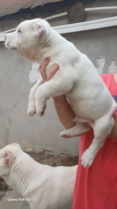 Продаются щенки Алабая