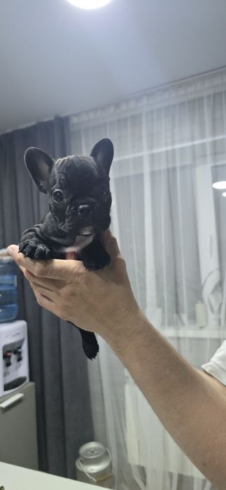 Французский бульдог щенки