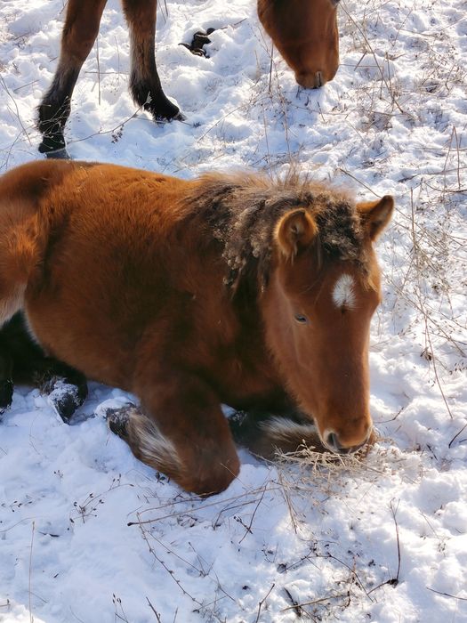 Жабағылар сатылады