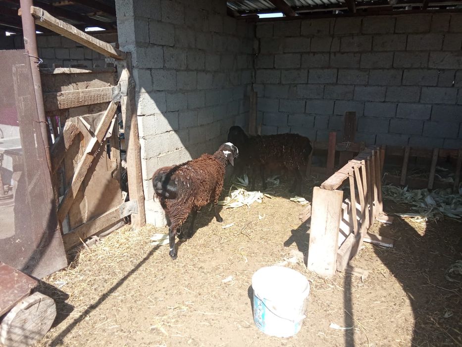 Тоқтылар сатылады!