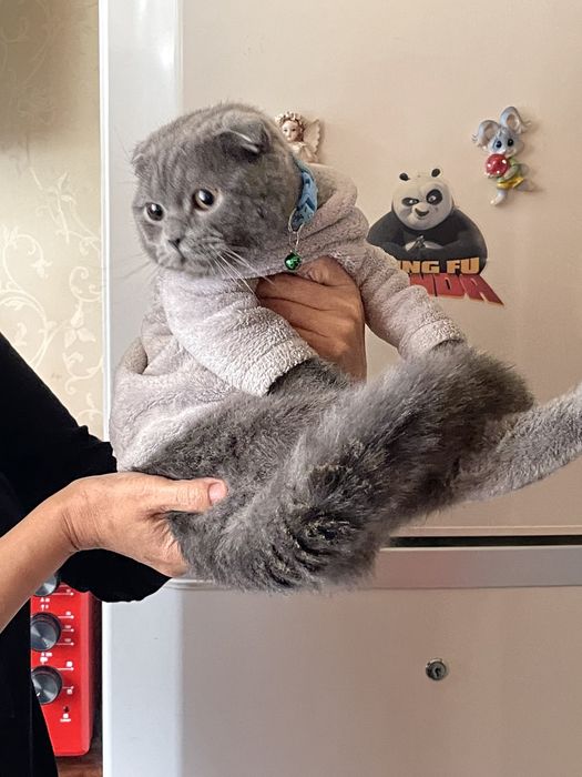 Скоттиш фолд