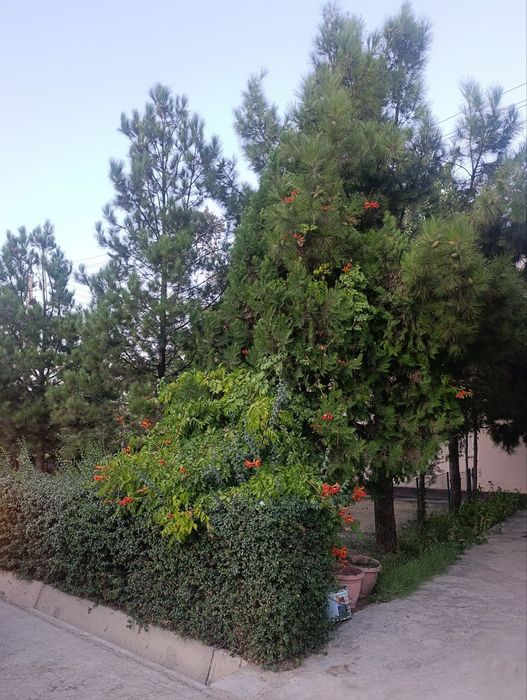 Коттедж сотилади