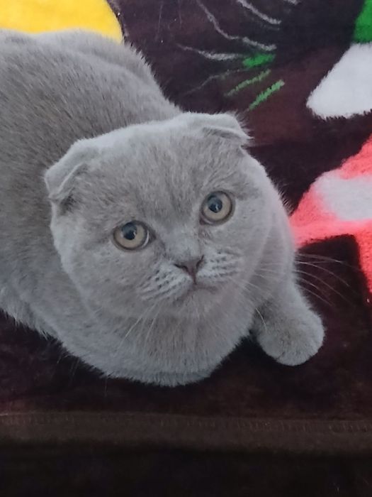 Пародни пишик дим аклли хамма нарса ейди 600 минг сум