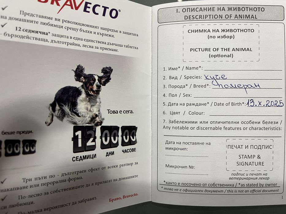 Куче Померан мъжко