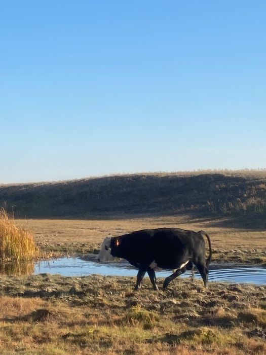 Бука сатылады 2025 ж продам быки