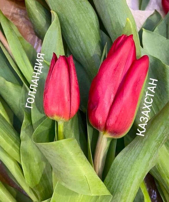 Тюлтпаны! Премиум класса и голладские!