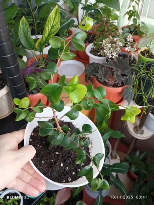 Продам растения для дома