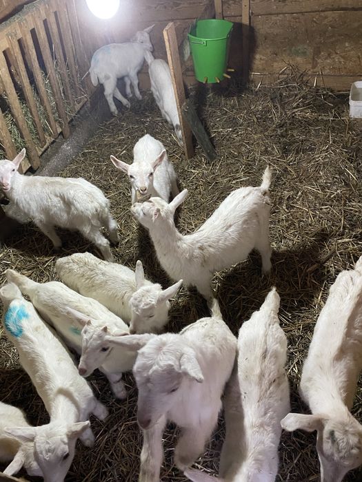 Vand tapisori saanen din mame bune de lapte