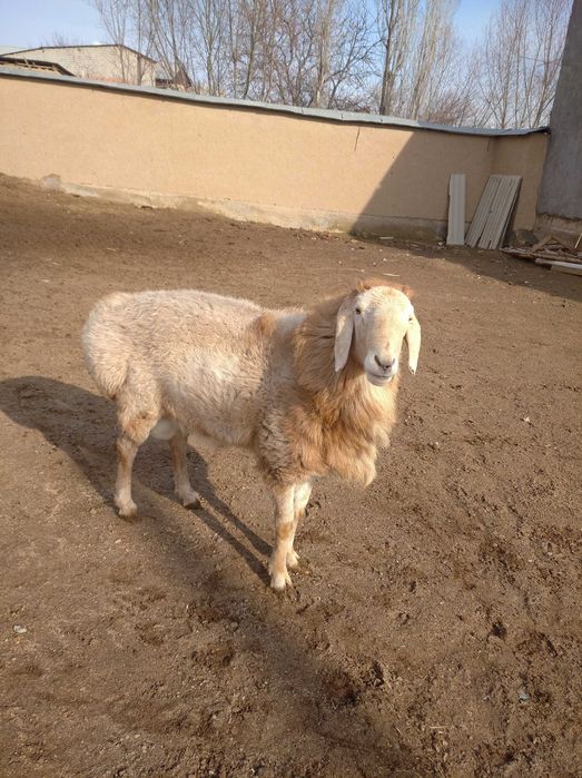 Arashan qochqor 2 chi sort