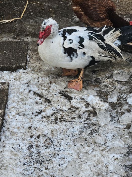 Бяла българка малки прасета