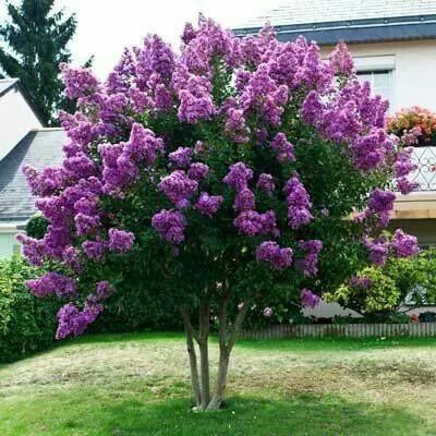 Pomi Ornamentali (Liliac Syringa Copac )