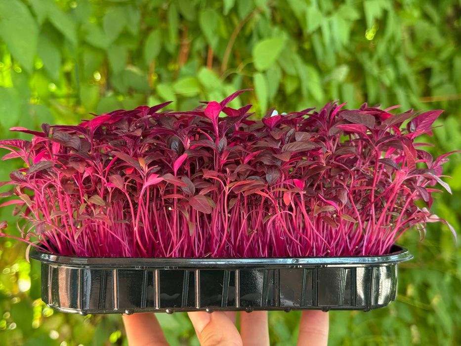 Микрозелень горох и другие