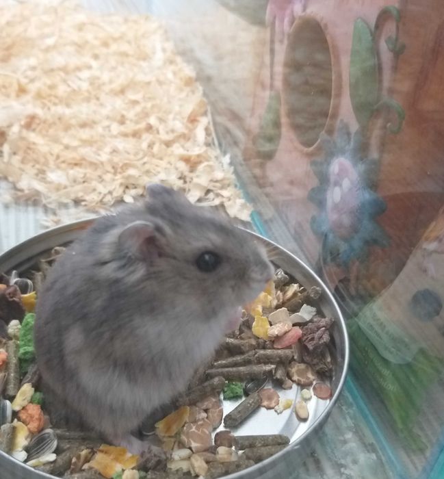 Acvariu pesti sau hamsteri 30x60cm complet echipat + hamsteri bonus