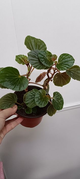 Бегония:2500 тенге