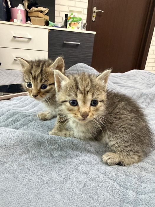 Отдам в добрые руки котят