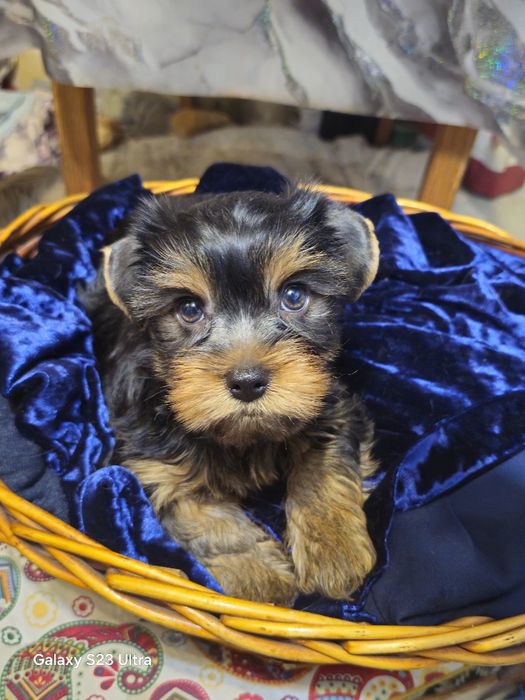 Йоркширский терьер