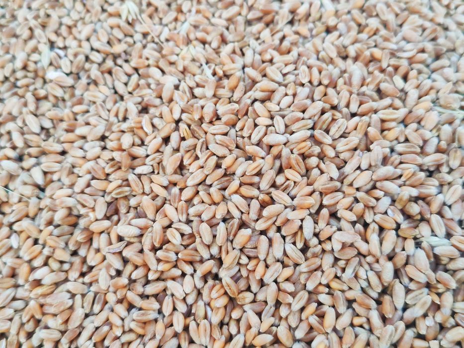 Ovaz, orzoaica de primavara, grau, porumb recolta 2025