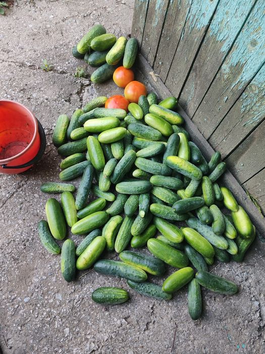 Продам дачу с домиком в районе Кривое озеро