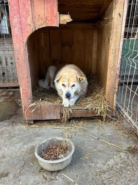 Adopta un caine - un sufletel are nevoie de stapan!