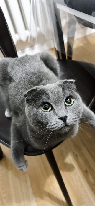 Породистые кошки