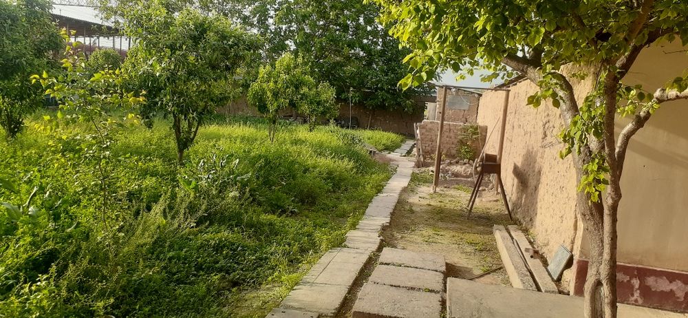 Тошкент вилояти, Зангиота туманида 18 сотихли ховли жой сотилвоти