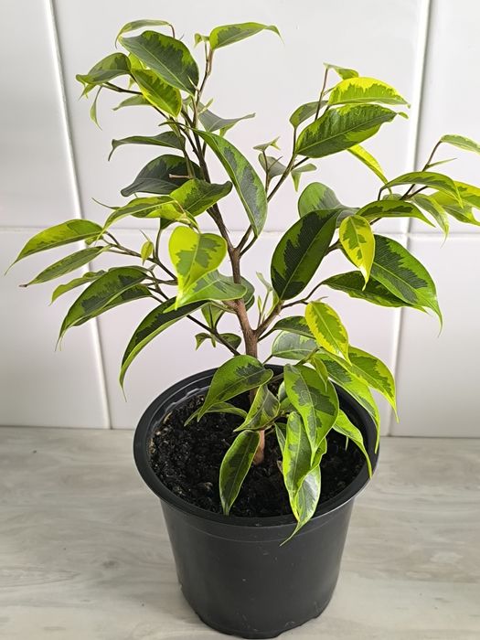 Фикус Бенджаминова