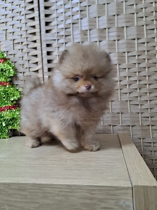 Шпиц мальчик шоколад