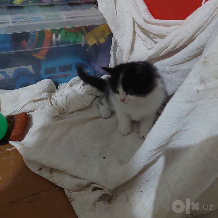 Замечательные котята европейской короткошёрстной бесплатно