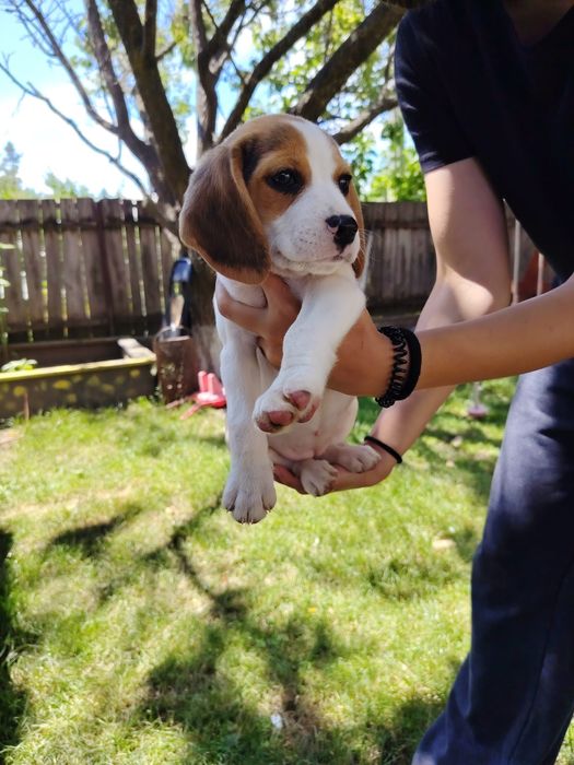 Băiețel beagle tricolor rasa pura