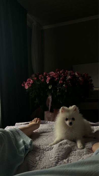 Померанский шпиц
