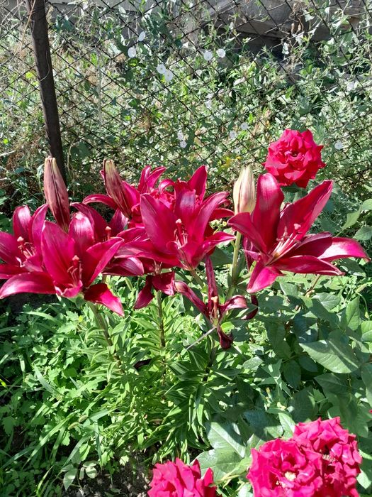 Продам лилии домашние.