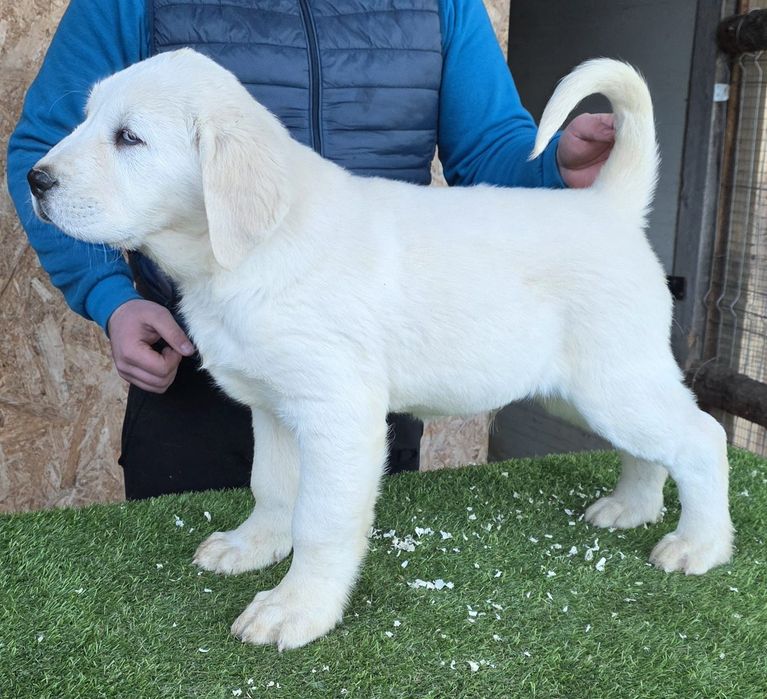 Mascul Ciobănesc de Asia Centrală