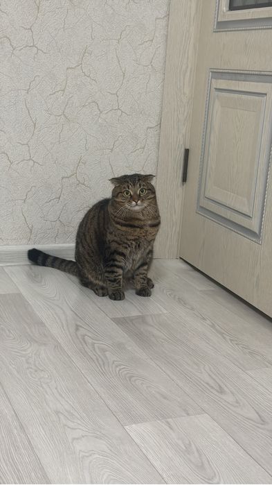 Отдам кошку в добрые руки