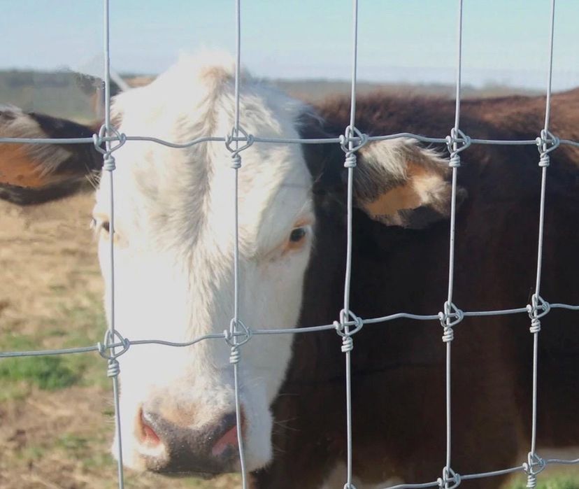 Чабанка Сетка,Акция