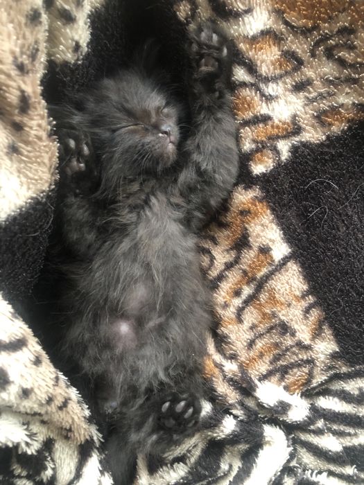 Отдам котенка в хорошие руки