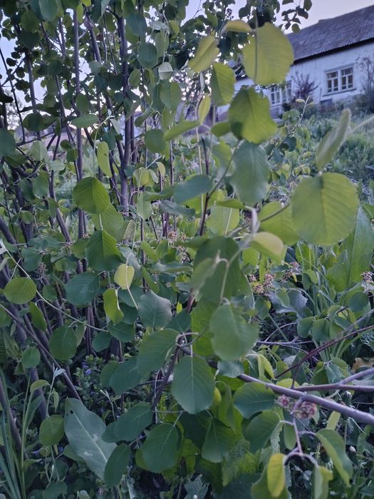 Продам саженцы кустовой ирги