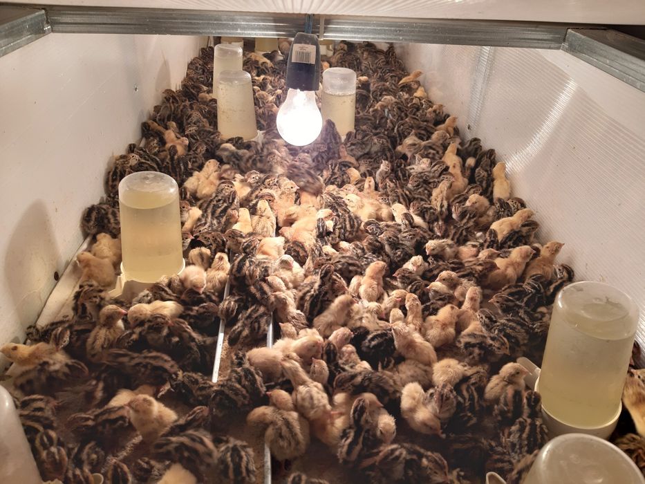 Vand pui de prepelita