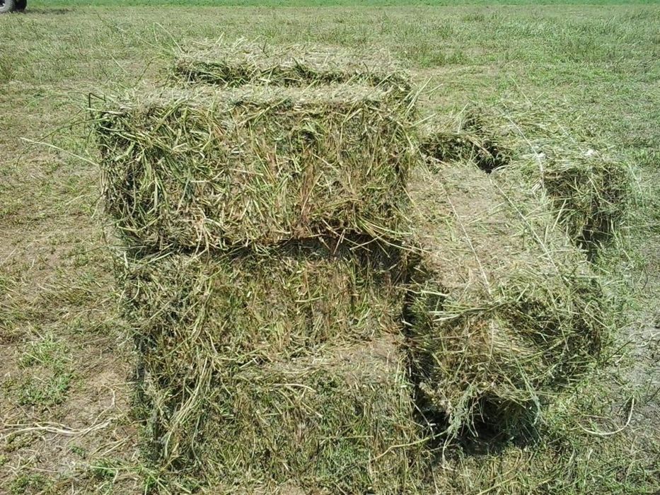 Vand baloti lucerna, grau si porumb din recolta 2025
