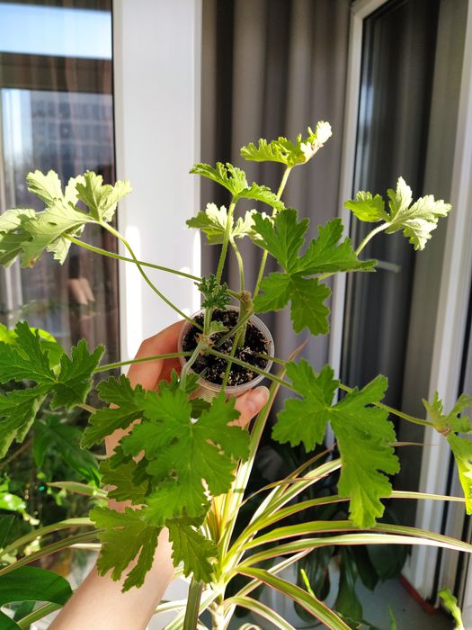 Душистая пеларгония