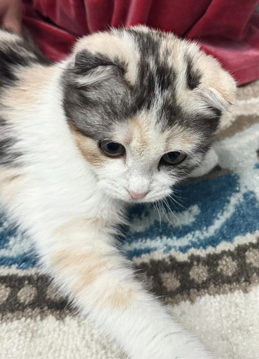 Мысық шотландский 4 айлық