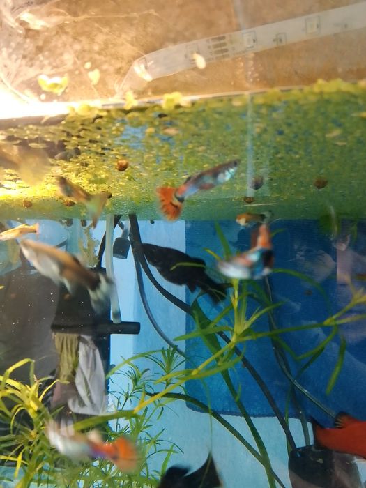 Văd pești  gupy  sunt pui 2016