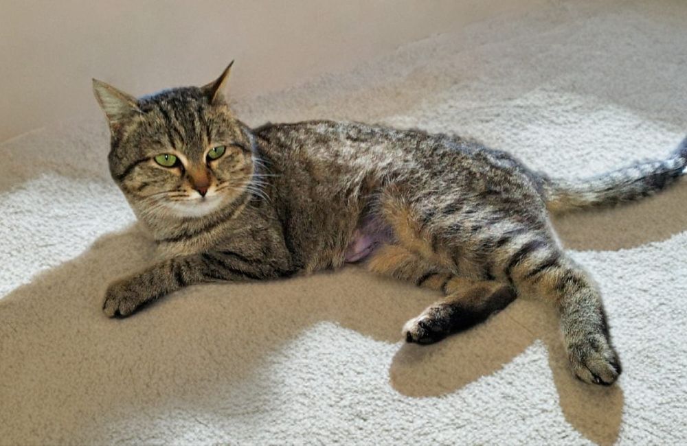 Кошечка в добрые руки